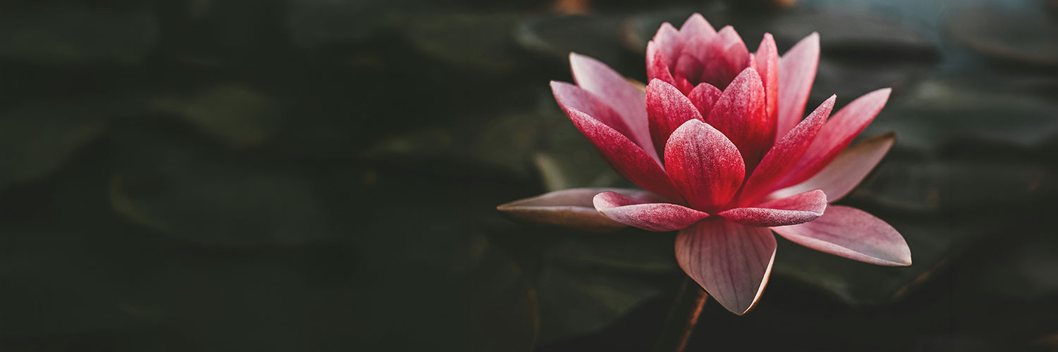 header500_home2_26